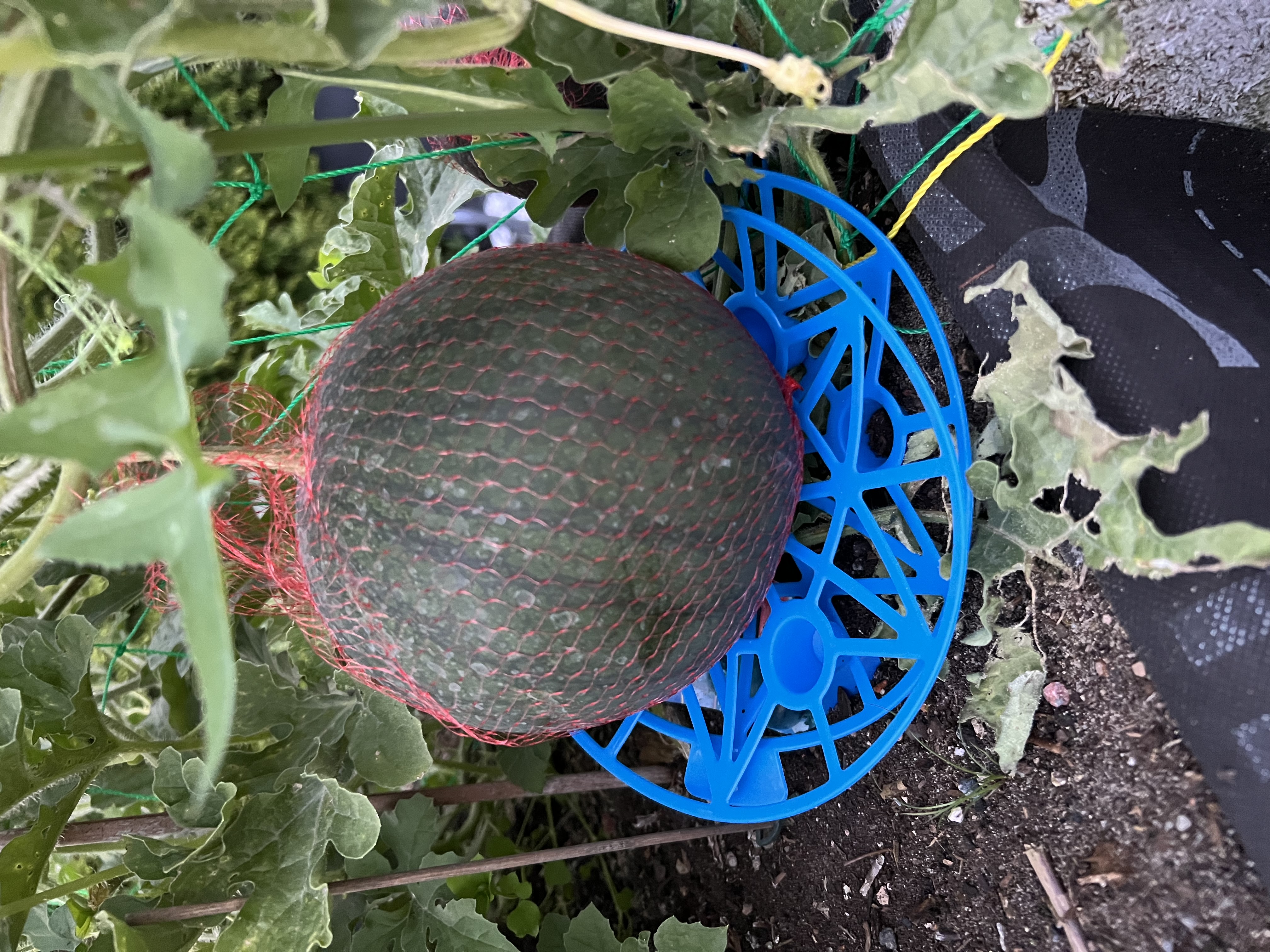 test1
